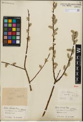 Foto von Salix iliensis Regel